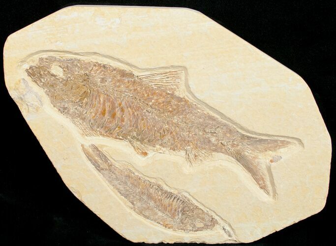 Knightia Fossil Fish Plate From Wyoming #10887